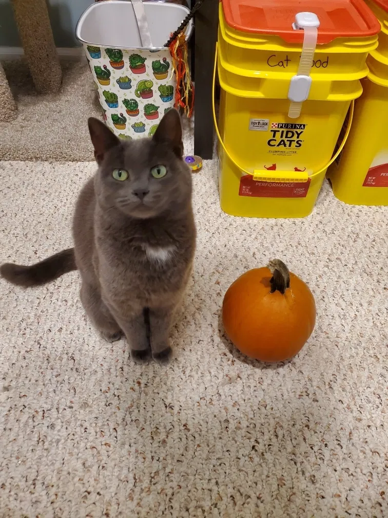 Lost cat in Lansing, MI, 48911