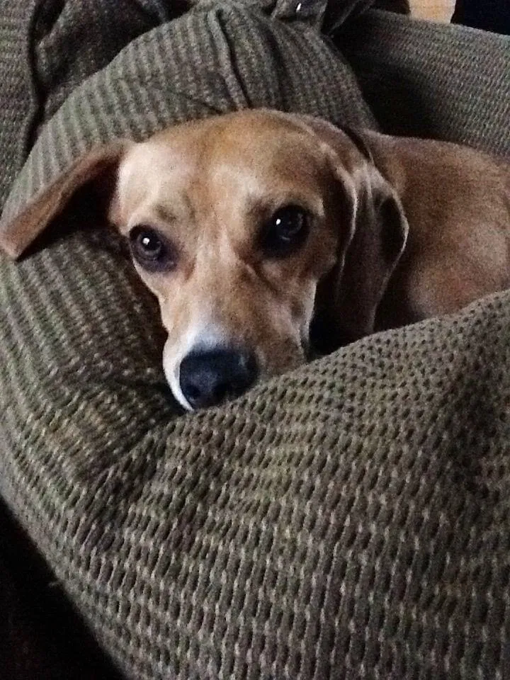 Lost dog in Missouri City, TX, 77459