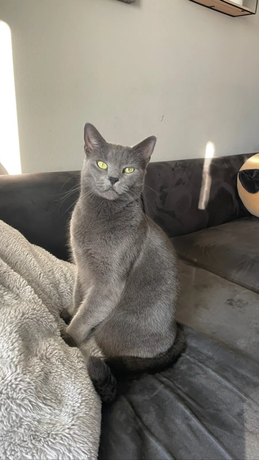 Lost cat in Saint Petersburg, FL, 33716