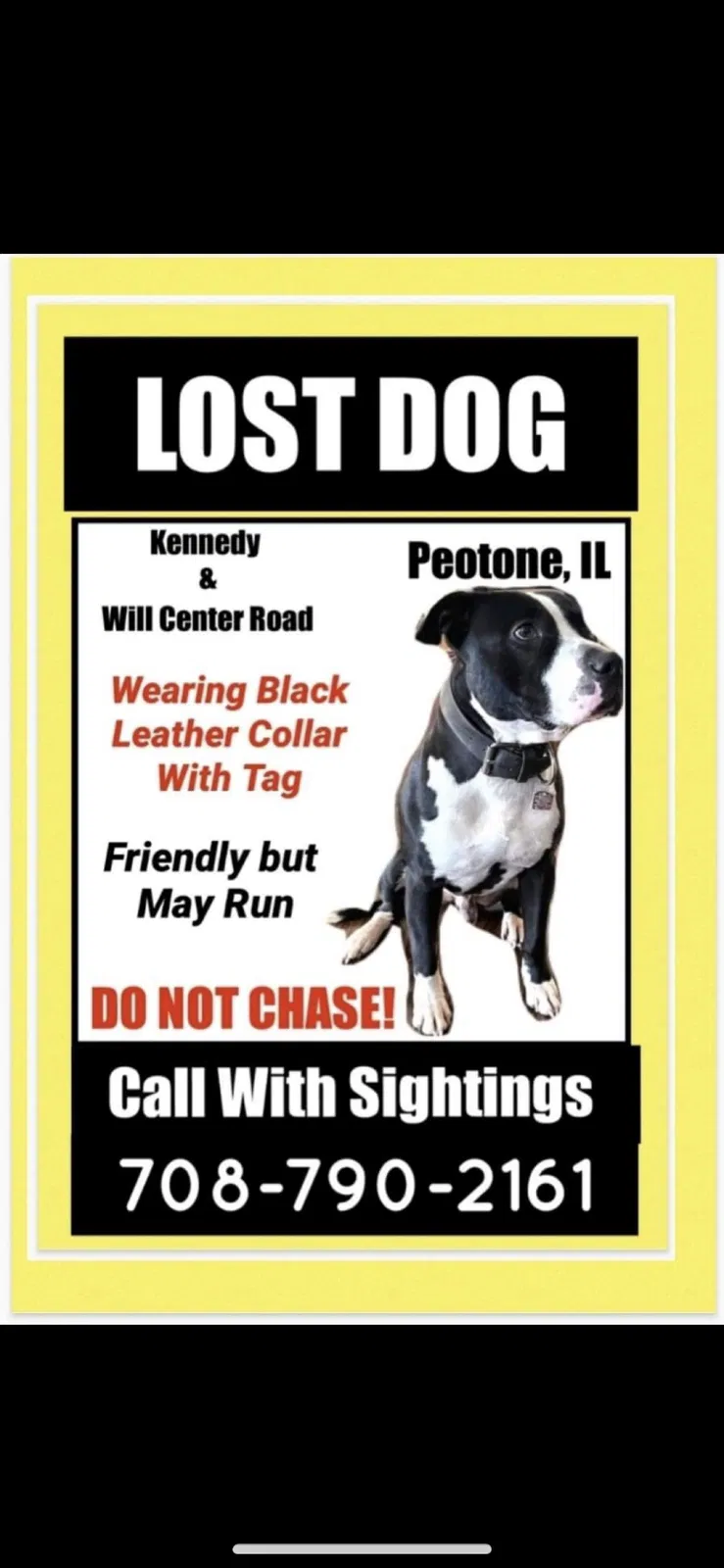 Lost dog in Peotone, IL, 60468