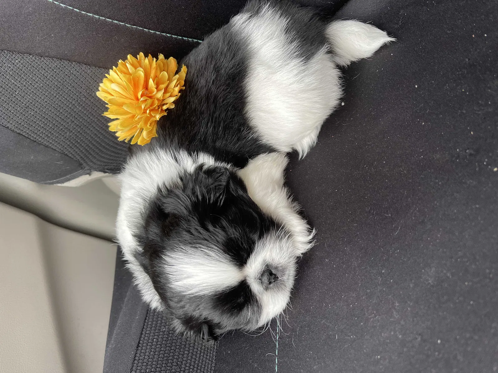Lost dog in Rocky Mount, NC, 27803