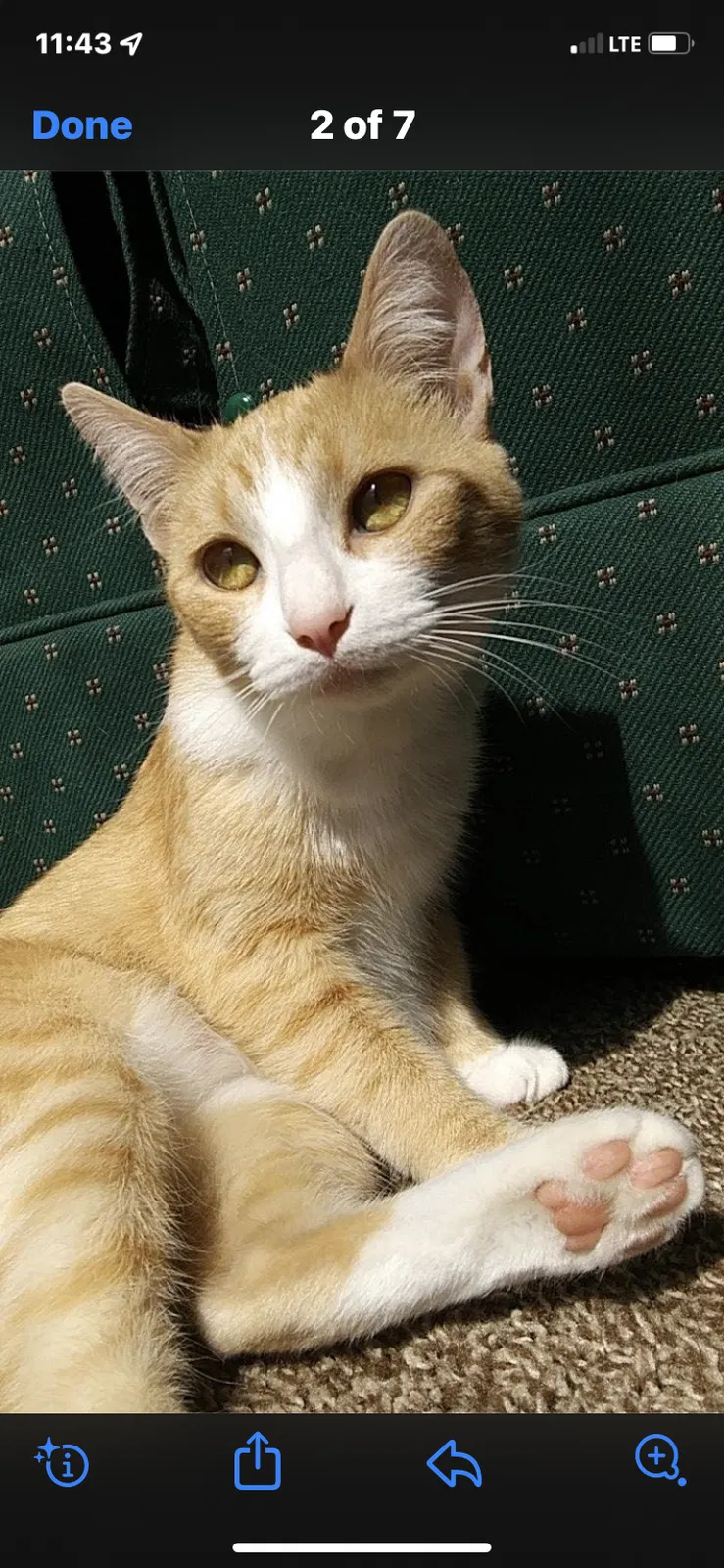 Lost cat in Trenton, OH, 45067