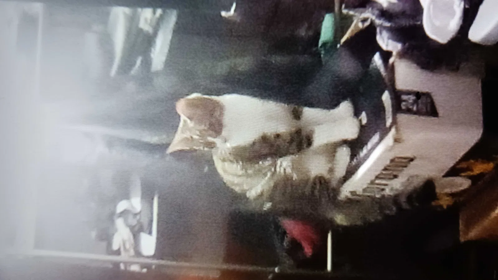 Lost cat in Upper Darby, PA, 19082