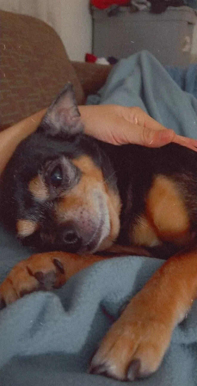 Lost dog in Albuquerque, NM, 87108