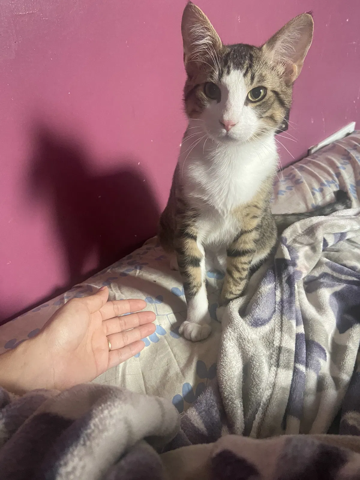 Lost cat in Cicero, IL, 60804
