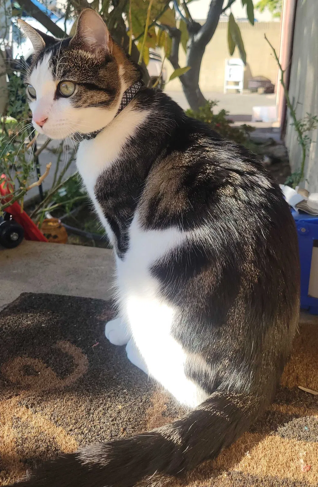 Lost cat in Garden Grove, CA, 92840
