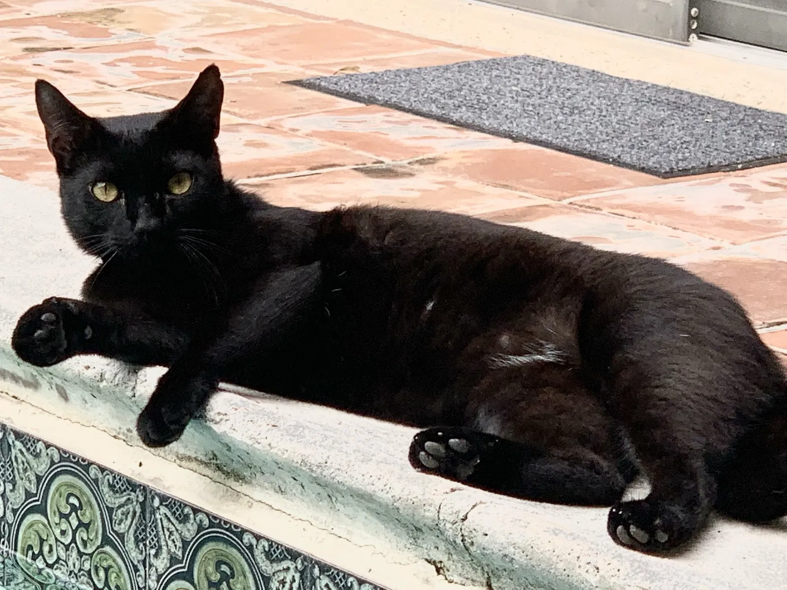 Lost cat in Auburn, AL, 36830