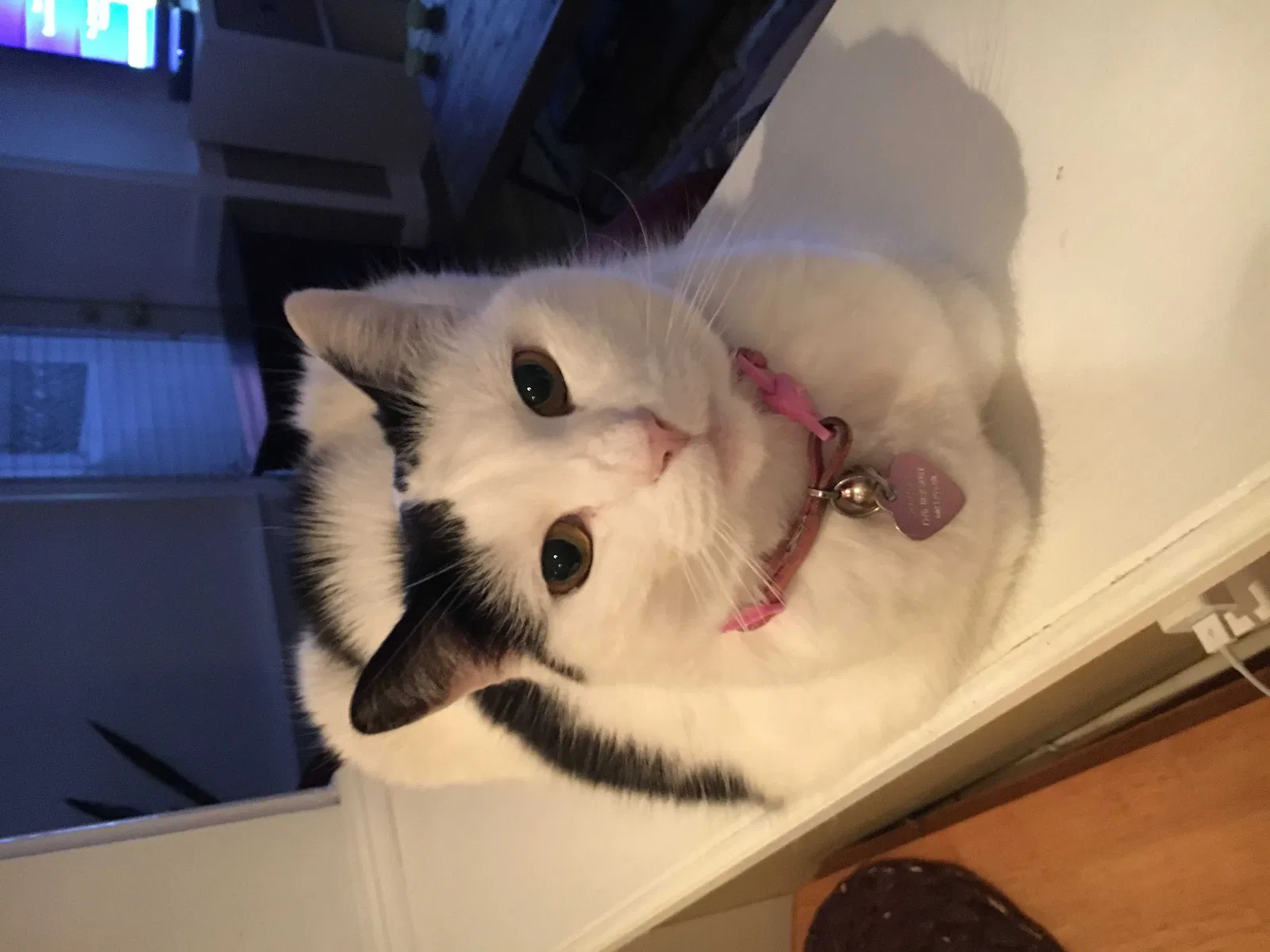 Lost cat in Havertown, PA, 19083