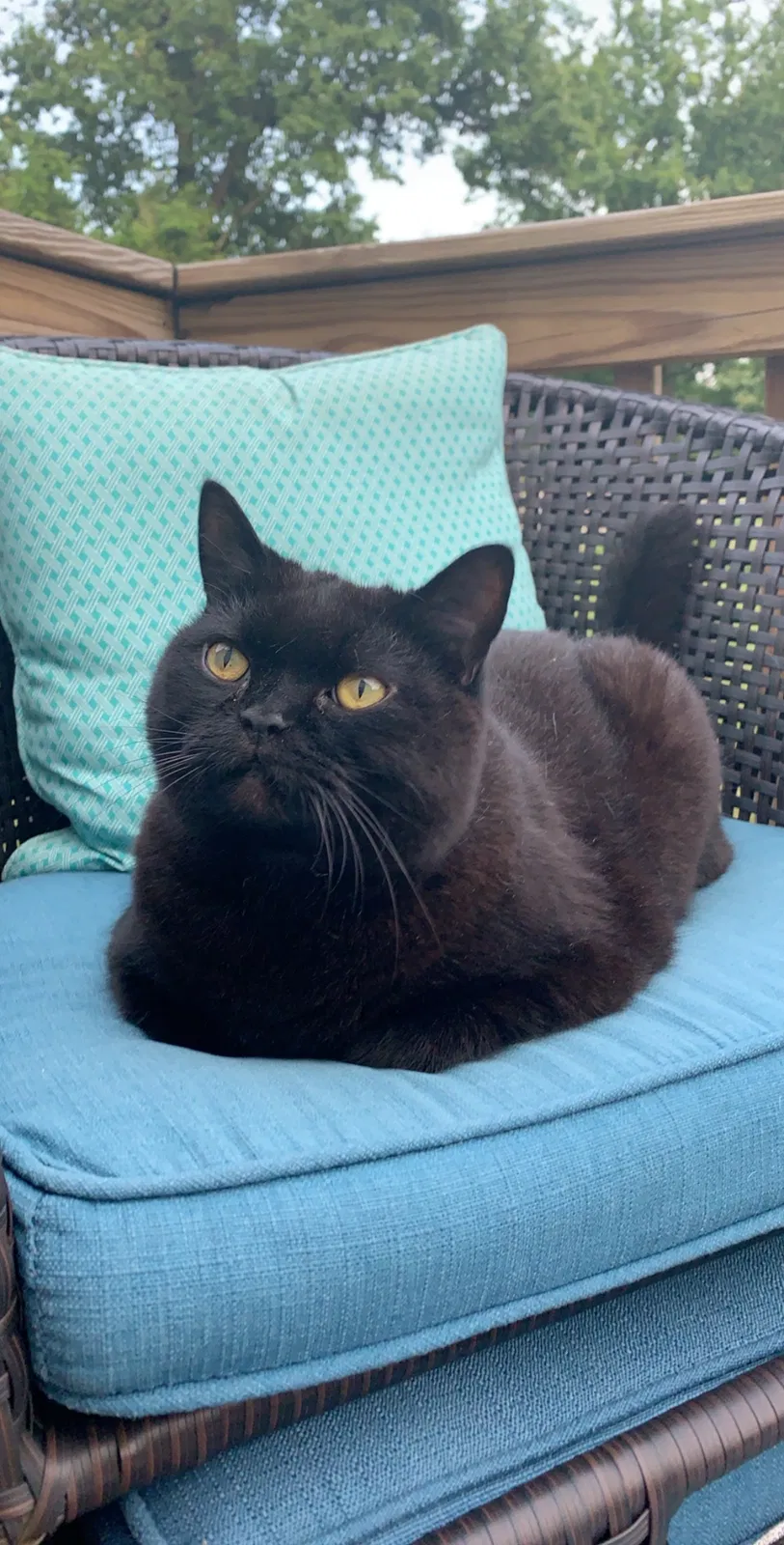 Lost cat in Pittsburgh, PA, 15239