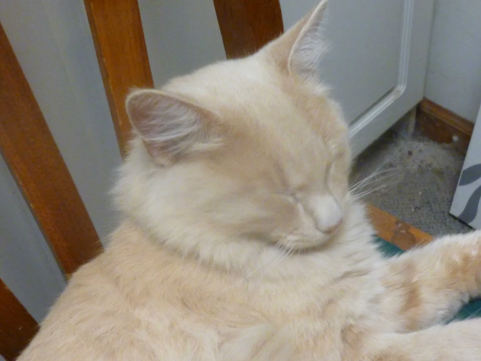 Found cat in Independence, MO, 64055