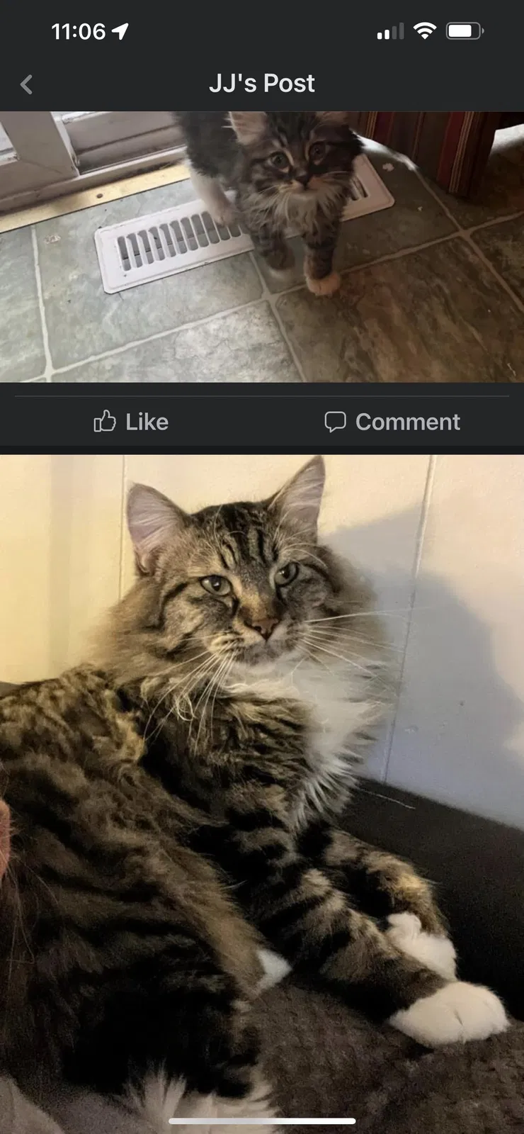 Lost cat in Des Moines, IA, 50315