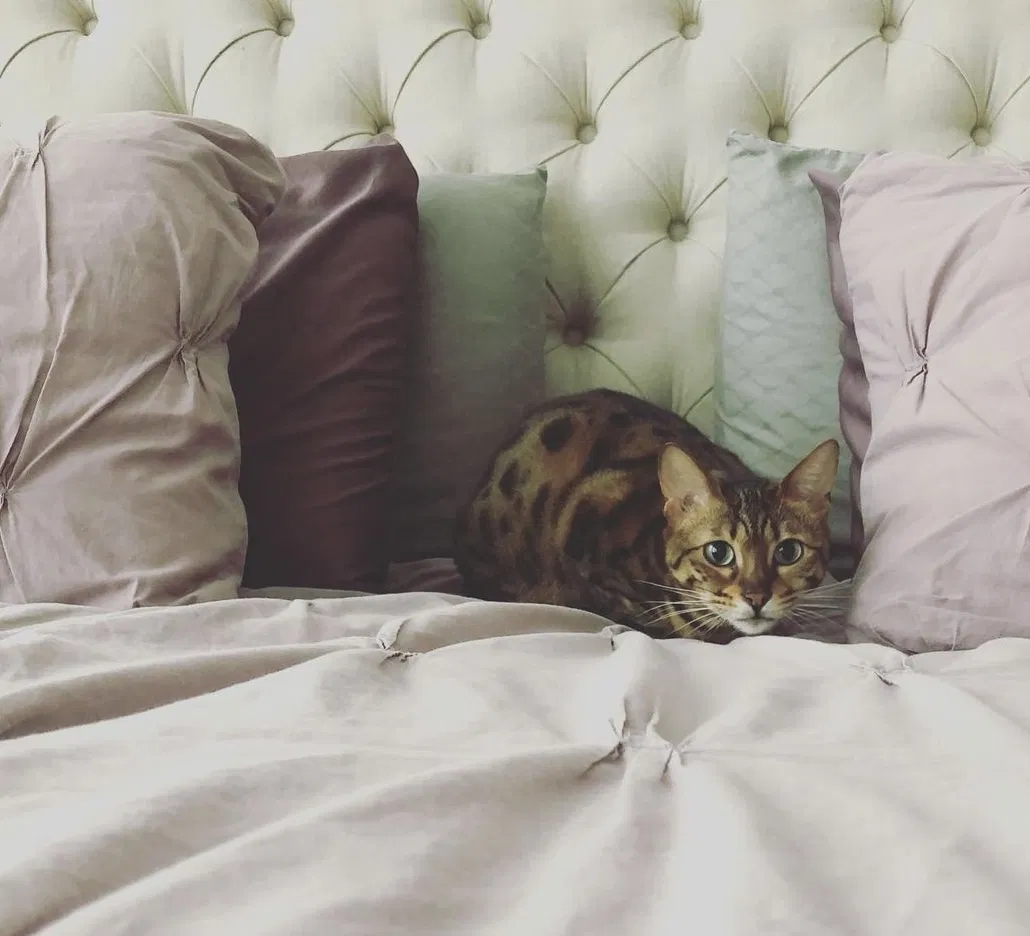 Lost cat in Scottsdale, AZ, 85266