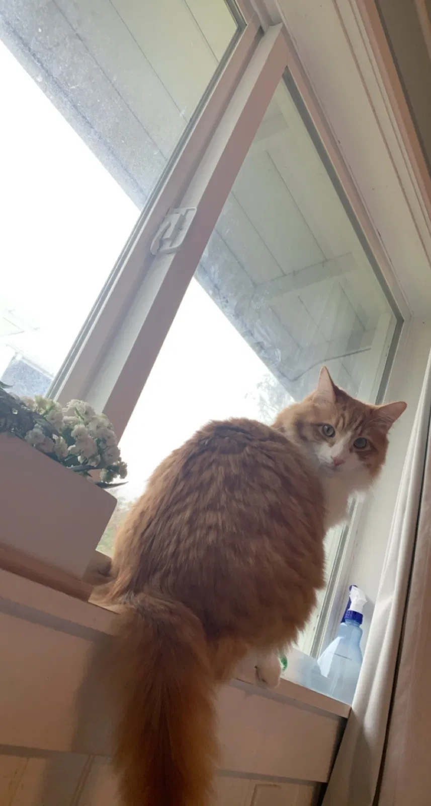 Lost cat in Solvang, CA, 93463