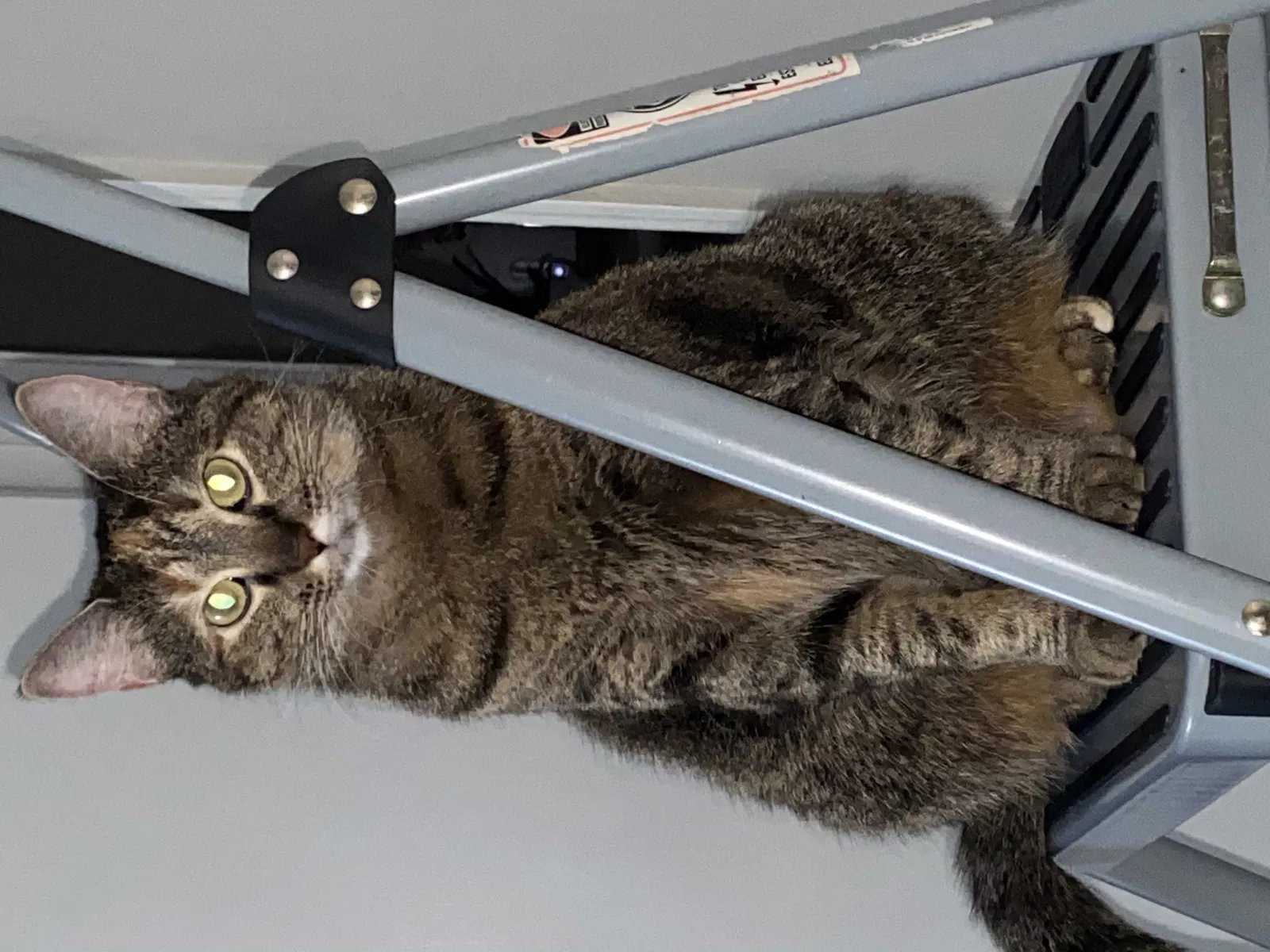 Lost cat in Riverside, CA, 92509