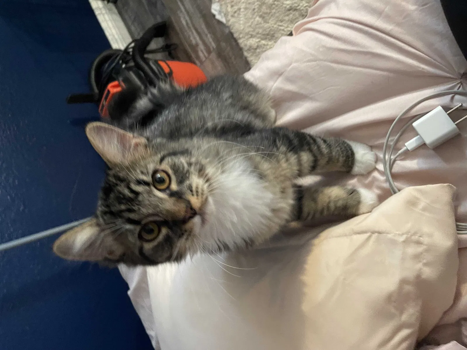 Lost cat in Moreno Valley, CA, 92557