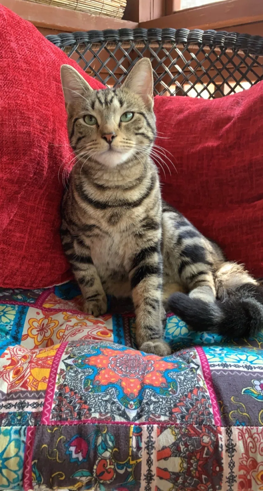 Lost cat in Lawrenceville, GA, 30043