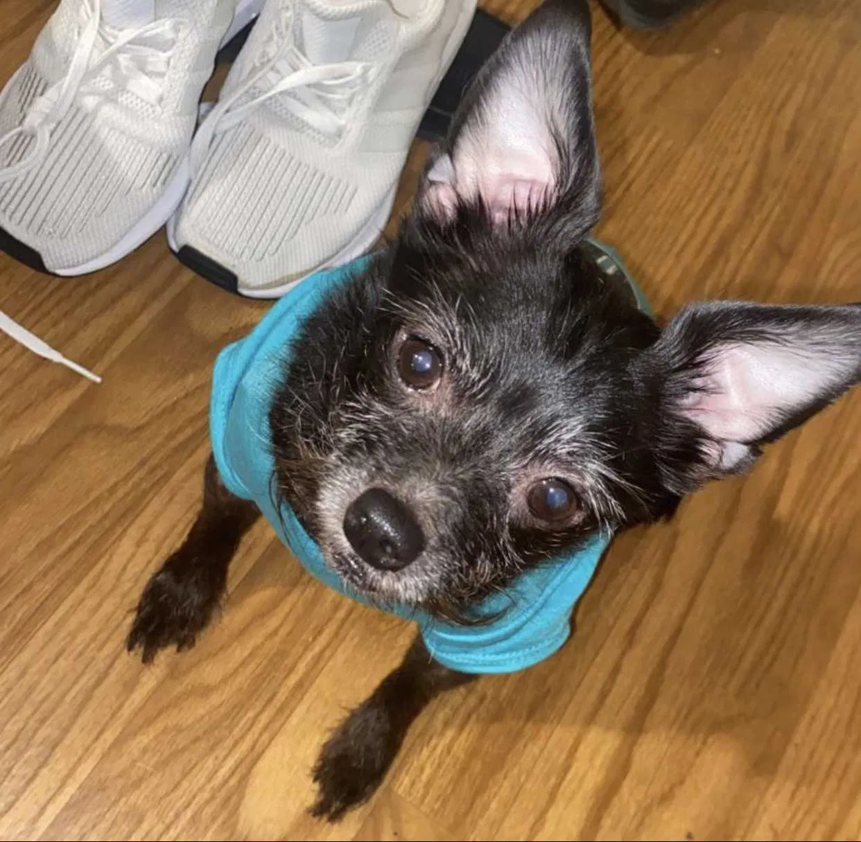 Lost dog in South El Monte, CA, 91733