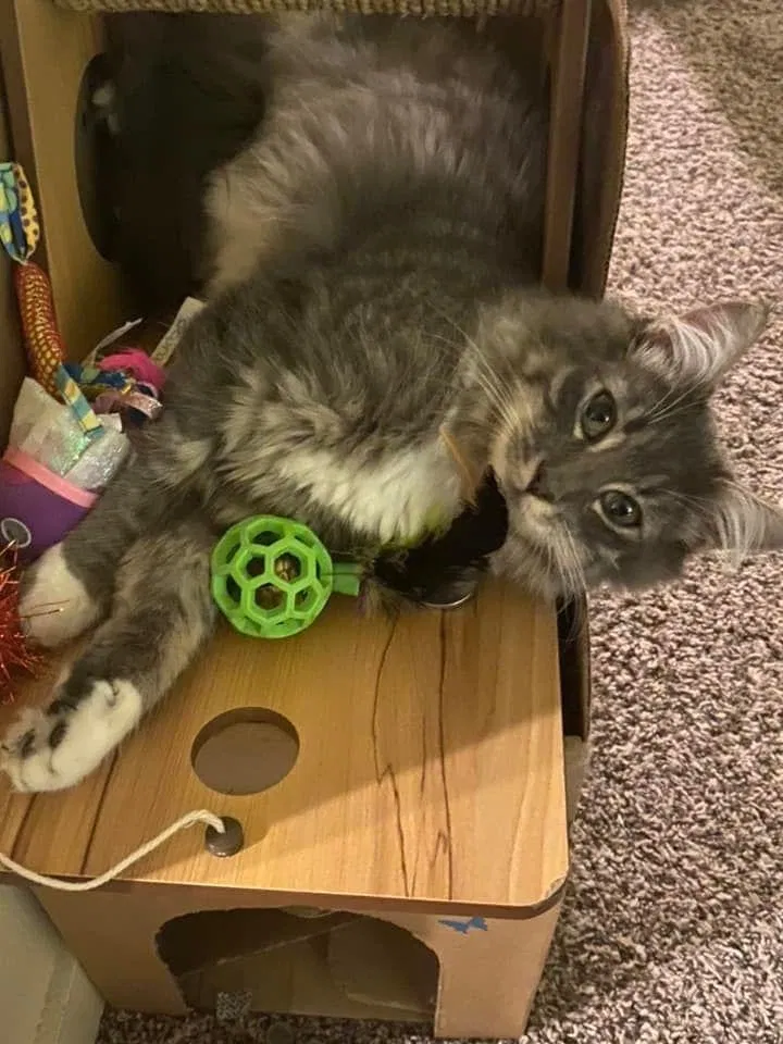 Lost cat in Kirkland, WA, 98033
