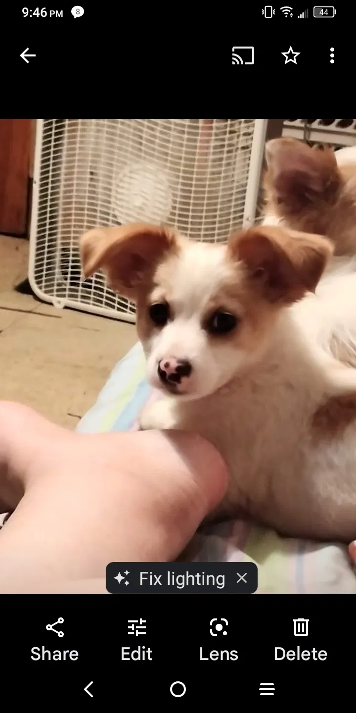 Lost dog in Abilene, TX, 79602