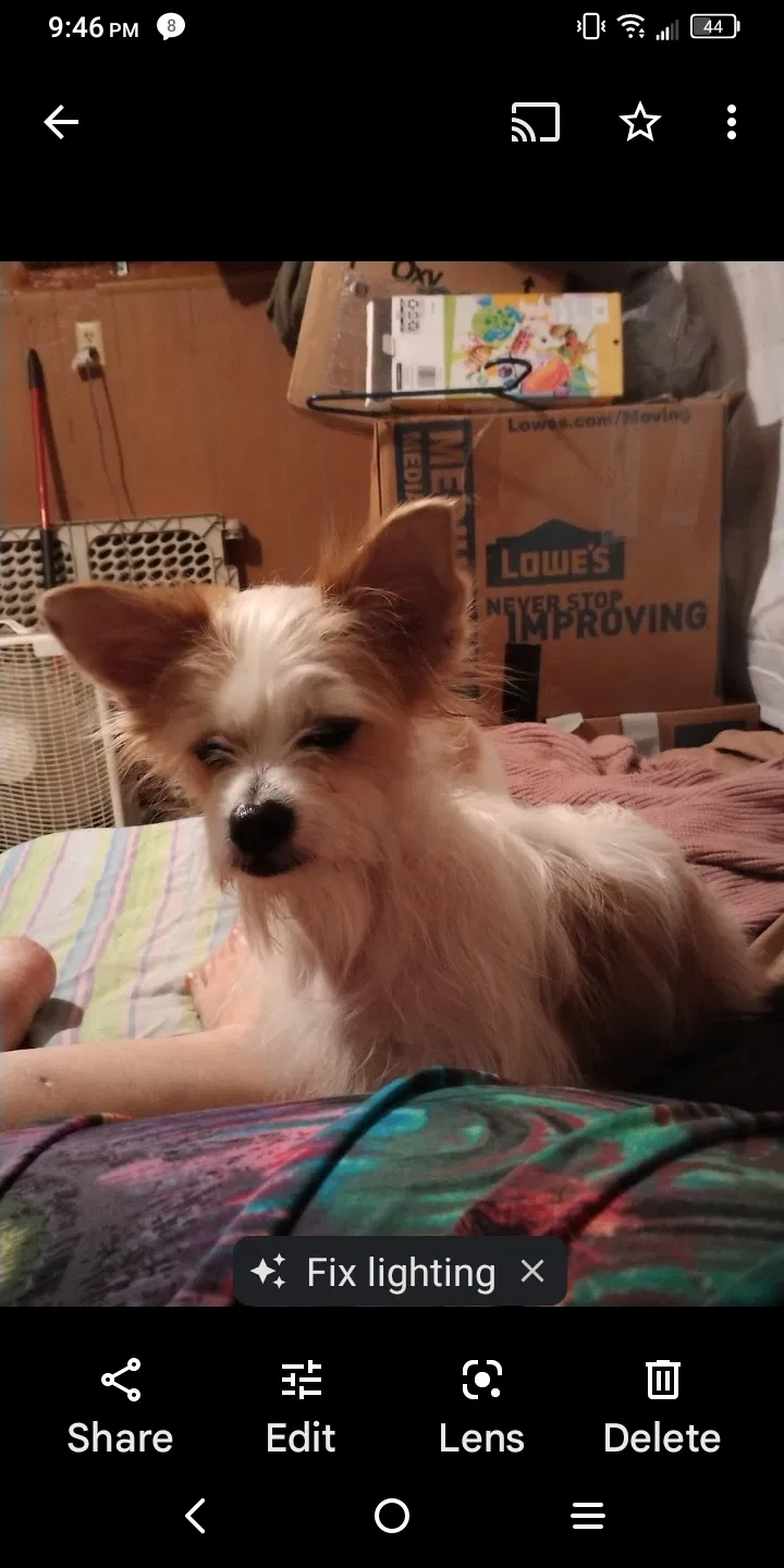 Lost dog in Abilene, TX, 79602