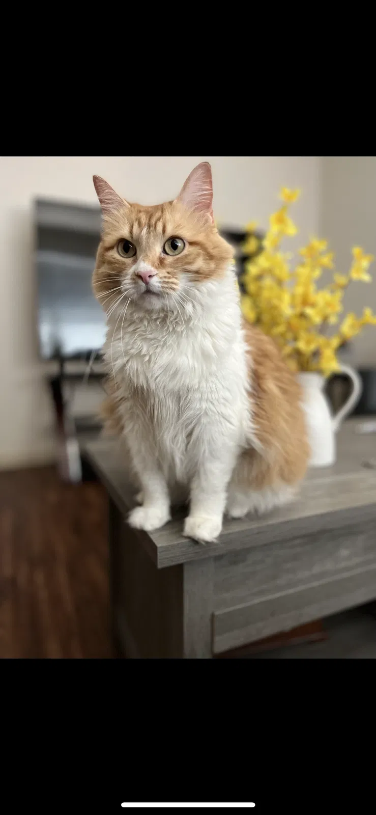 Lost cat in Houston, TX, 77043