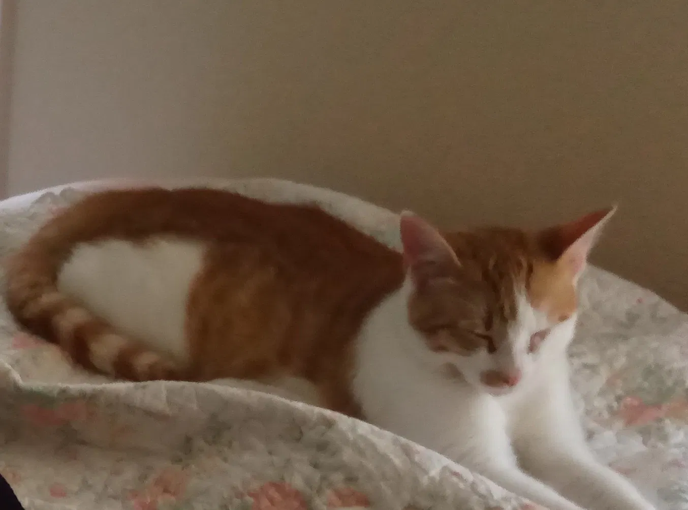 Lost cat in Orange Park, FL, 32065
