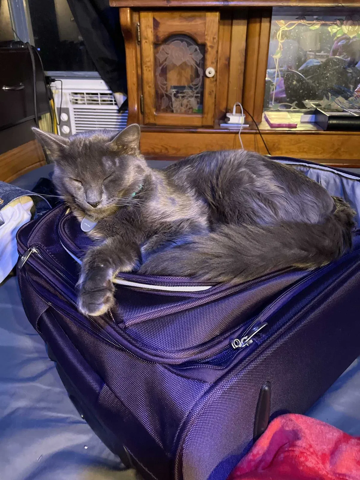 Lost cat in Fort Worth, TX, 76135
