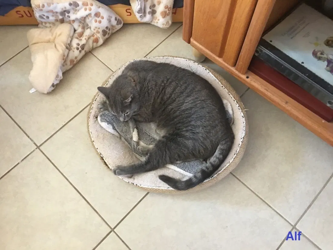 Lost cat in Adelanto, CA, 92301