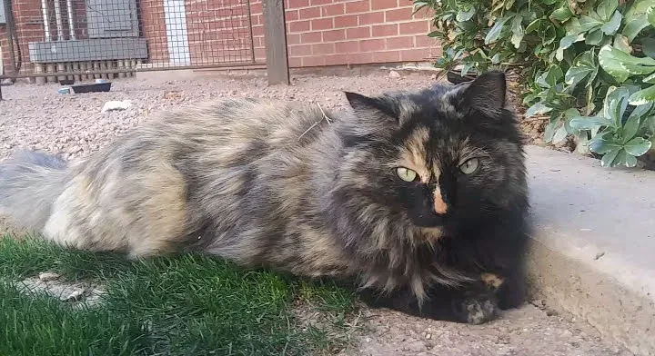 Lost cat in Phoenix, AZ, 85042