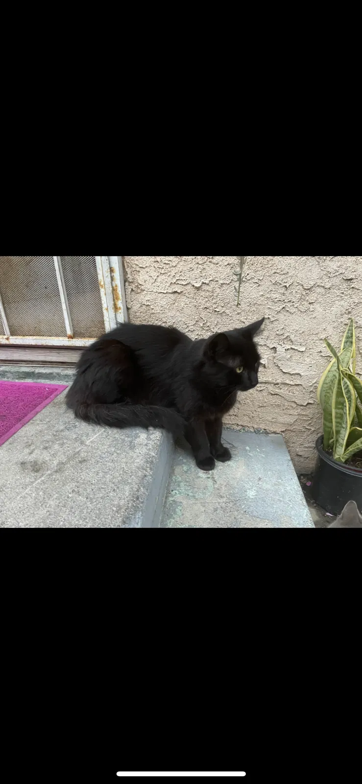 Lost cat in Los Angeles, CA, 90011