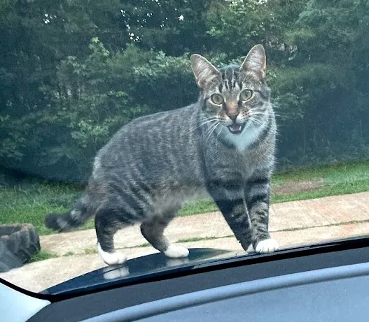 Lost cat in Colfax, NC, 27235