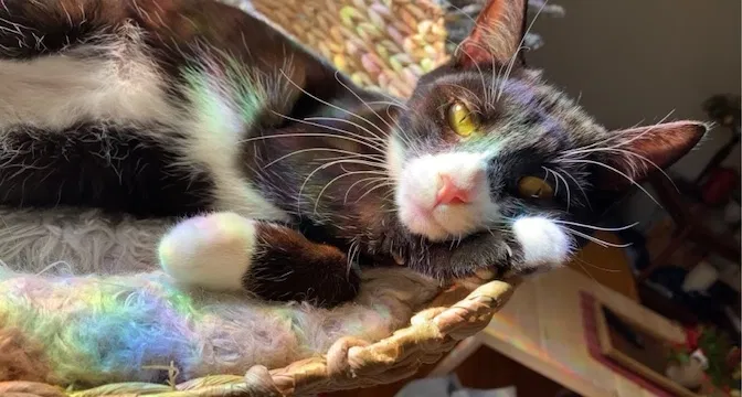 Lost cat in Belmont, NC, 28012