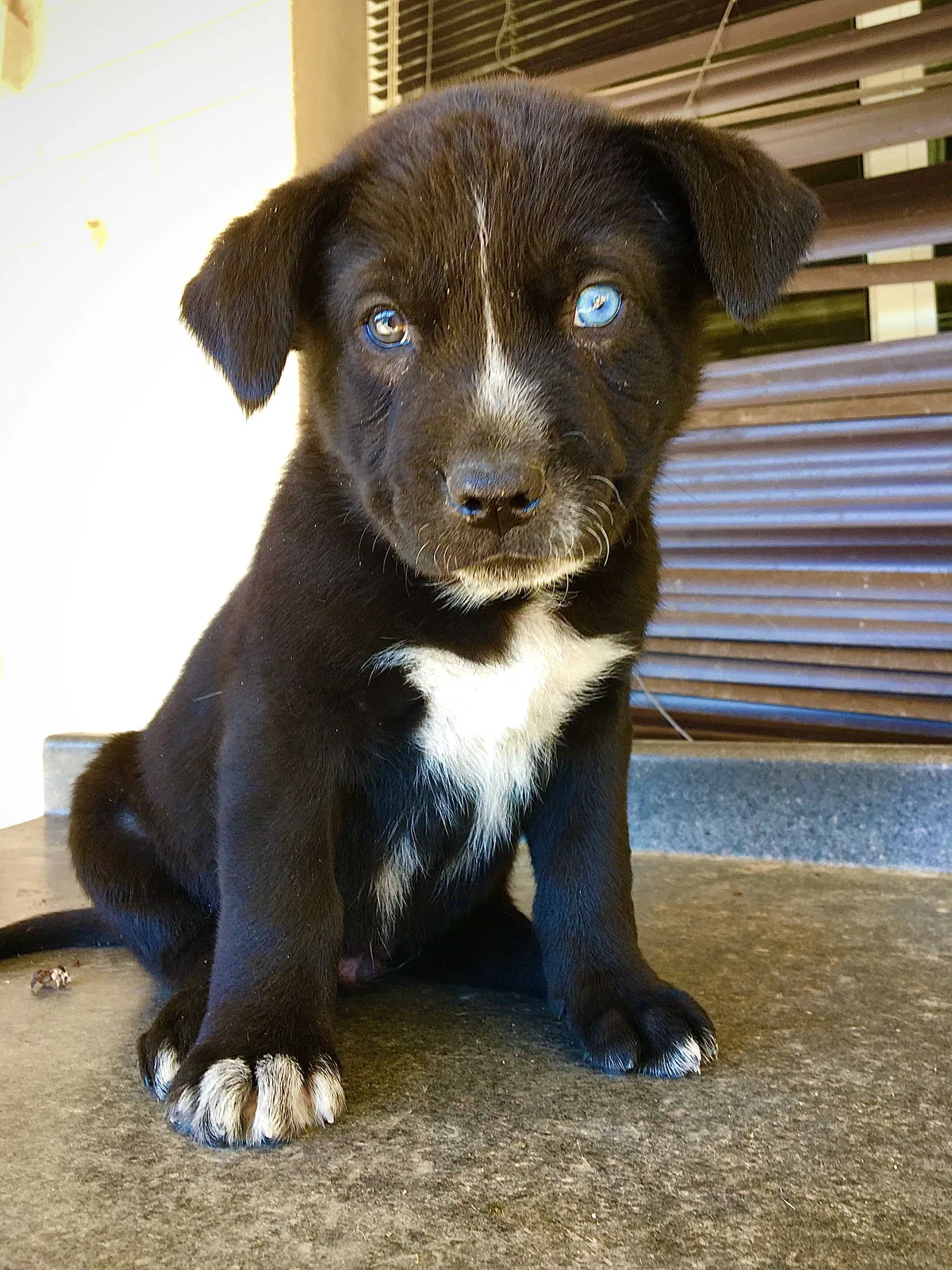 Lost dog in Phoenix, AZ, 85019