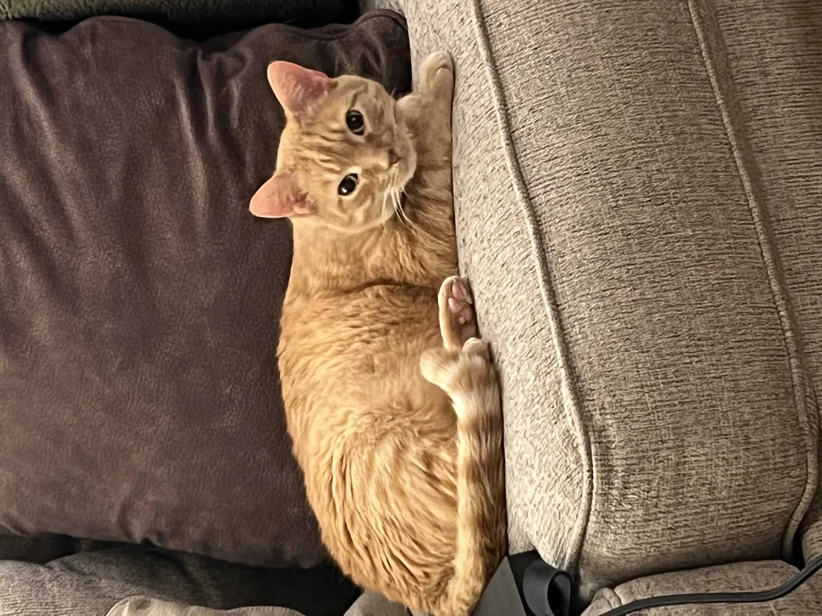 Lost cat in Saint Louis, MO, 63141