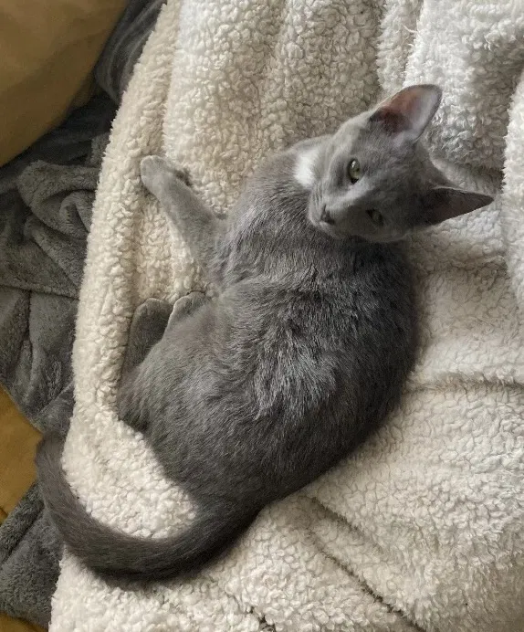 Lost cat in Norman, OK, 73069
