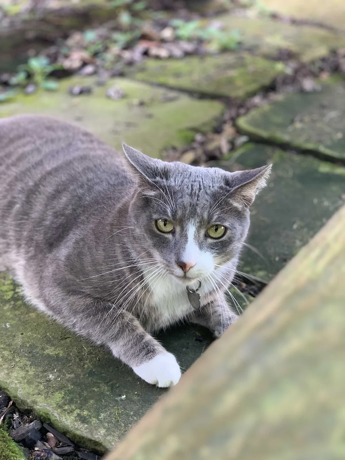 Lost cat in Cleveland, OH, 44121