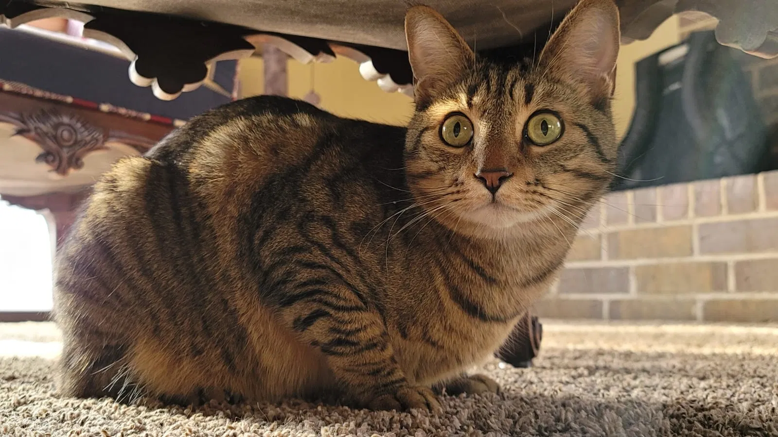 Lost cat in Knoxville, TN, 37920
