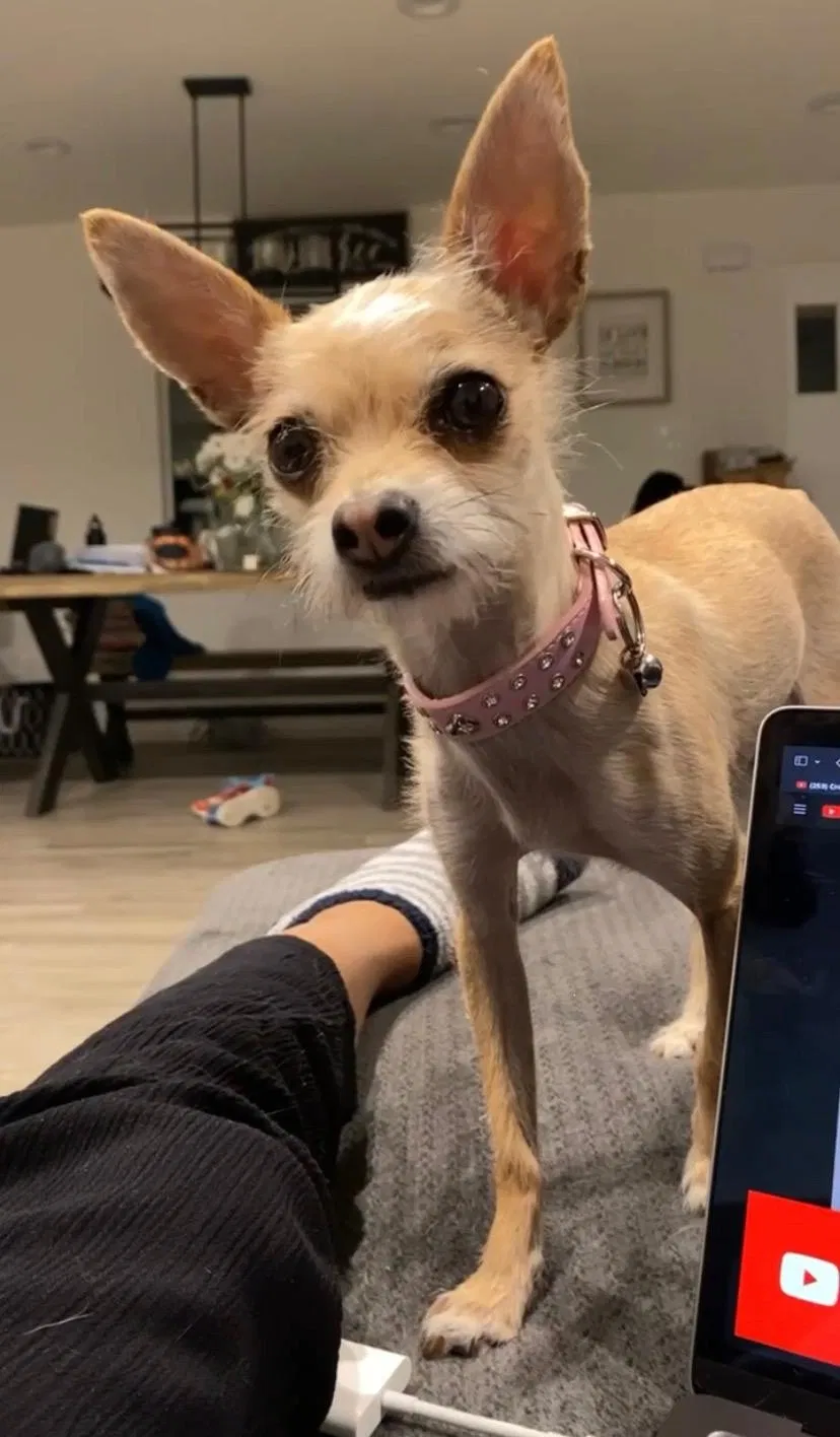Lost dog in Duncanville, TX, 75116