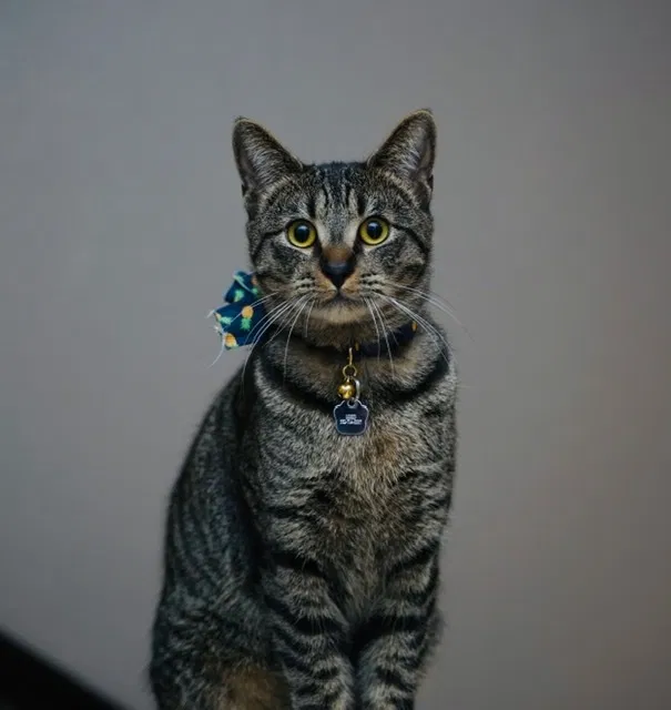 Lost cat in Riverside, CA, 92508