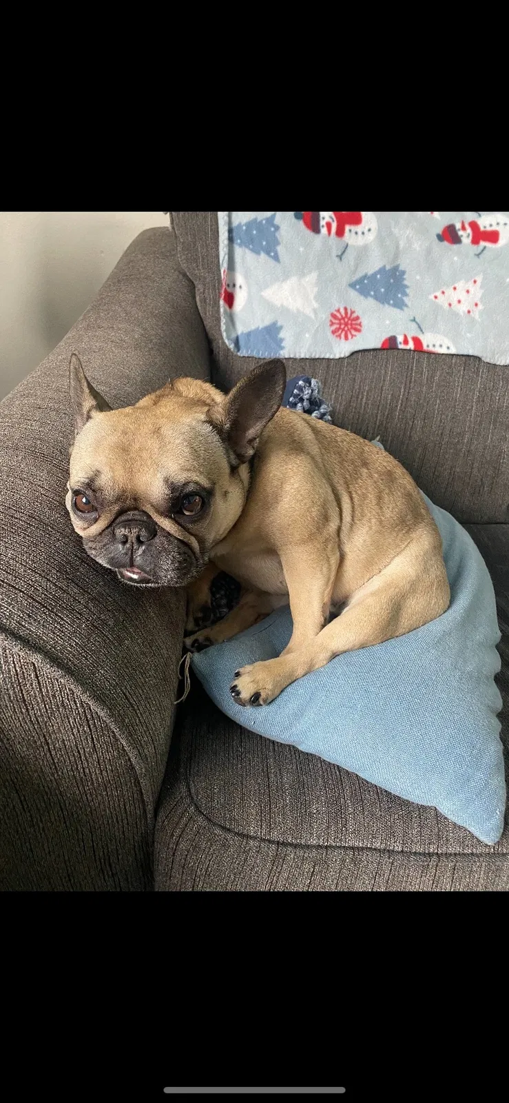 Lost dog in Minneapolis, MN, 55430