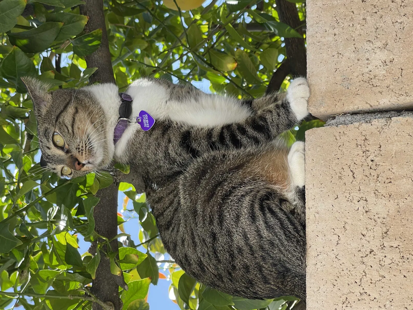 Lost cat in Granada Hills, CA, 91344
