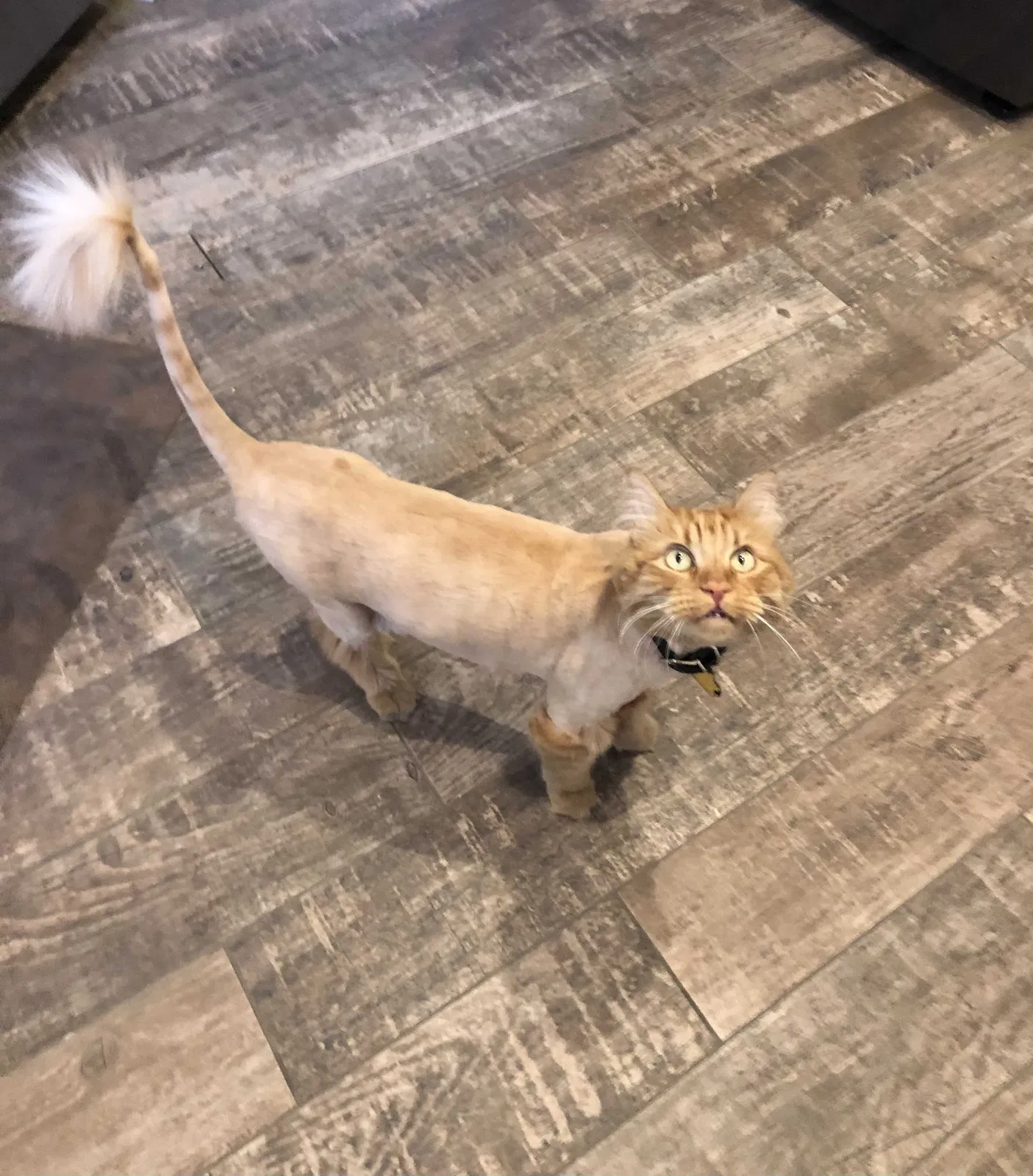 Lost cat in Las Vegas, NV, 89143