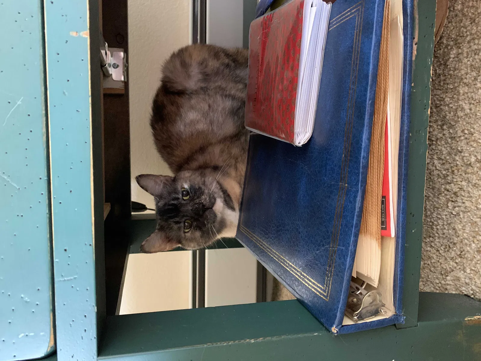 Lost cat in Fairview, NC, 28730