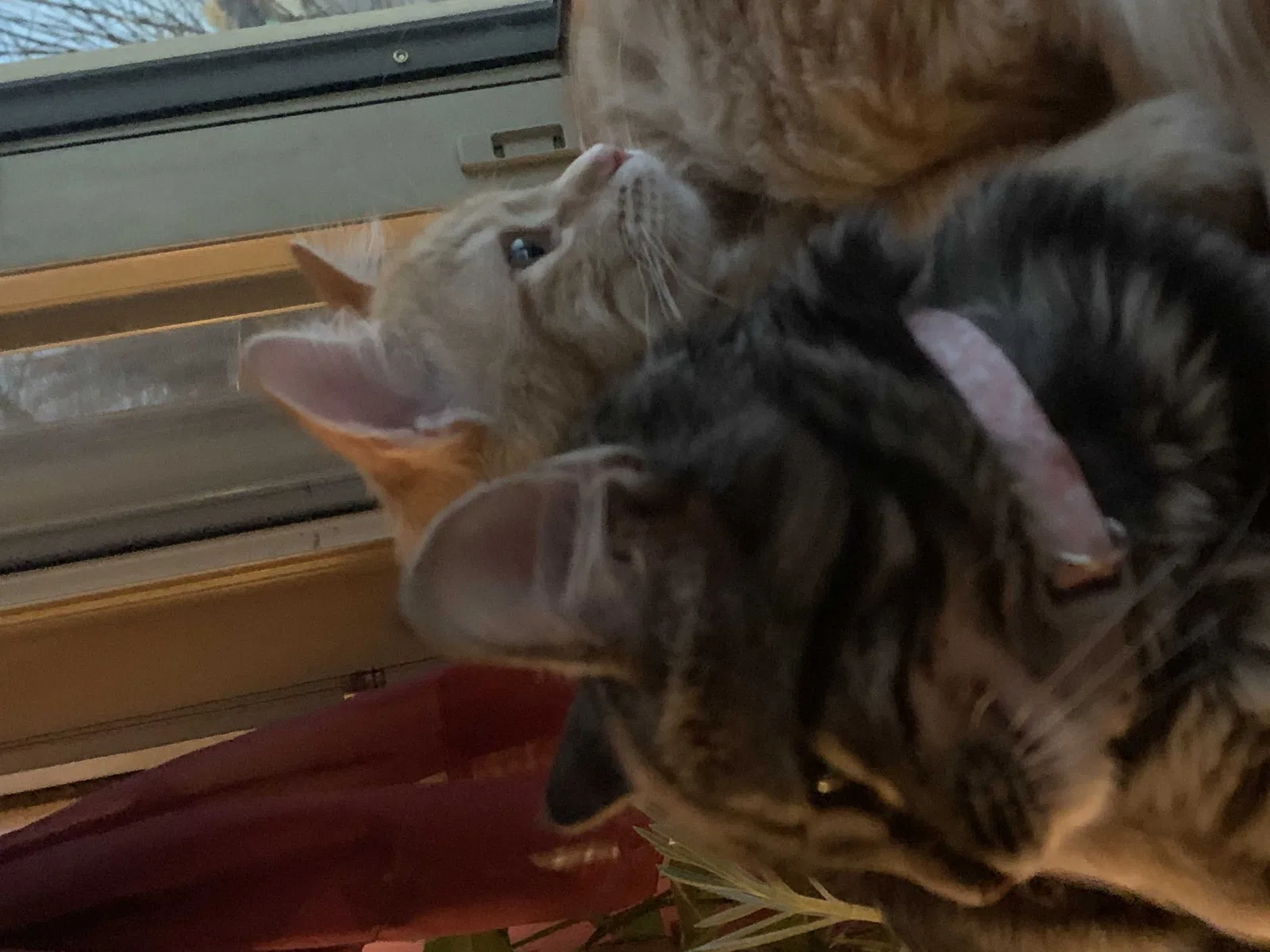 Lost cat in Denver, CO, 80236
