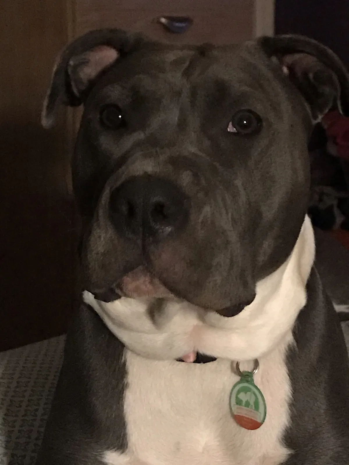 Lost dog in Madison, TN, 37115