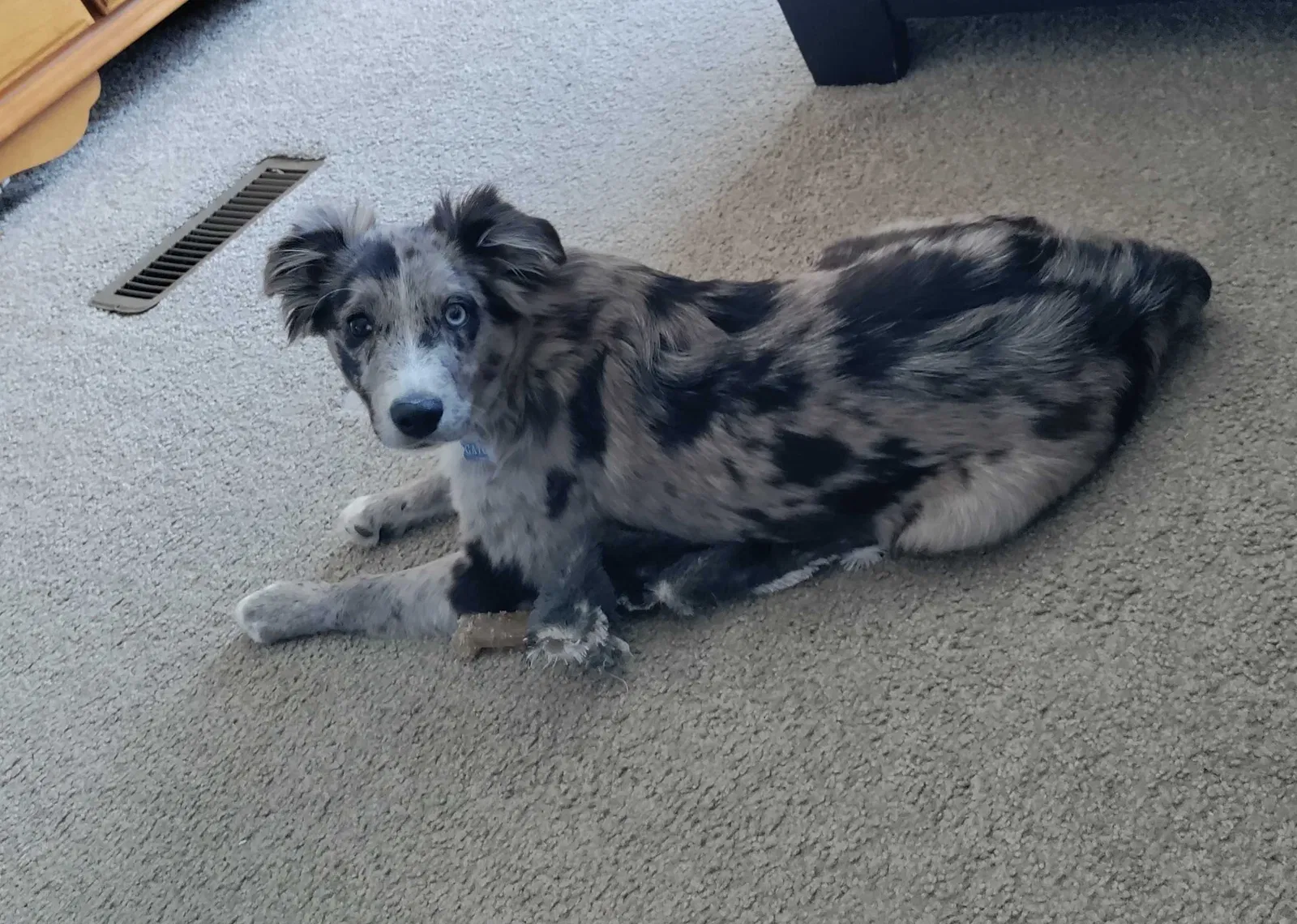 Lost dog in Leeton, MO, 64761