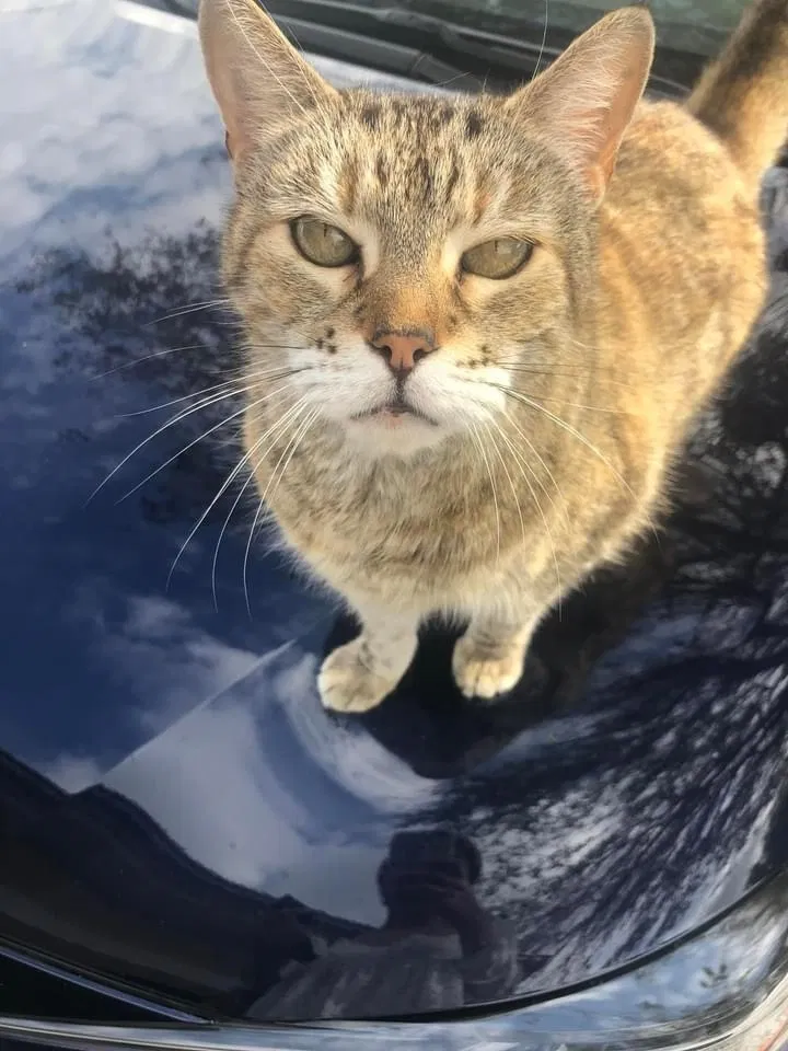 Lost cat in Cape Coral, FL, 33909