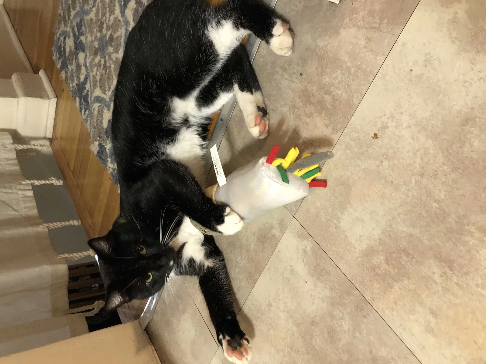 Lost cat in Norfolk, VA, 23503