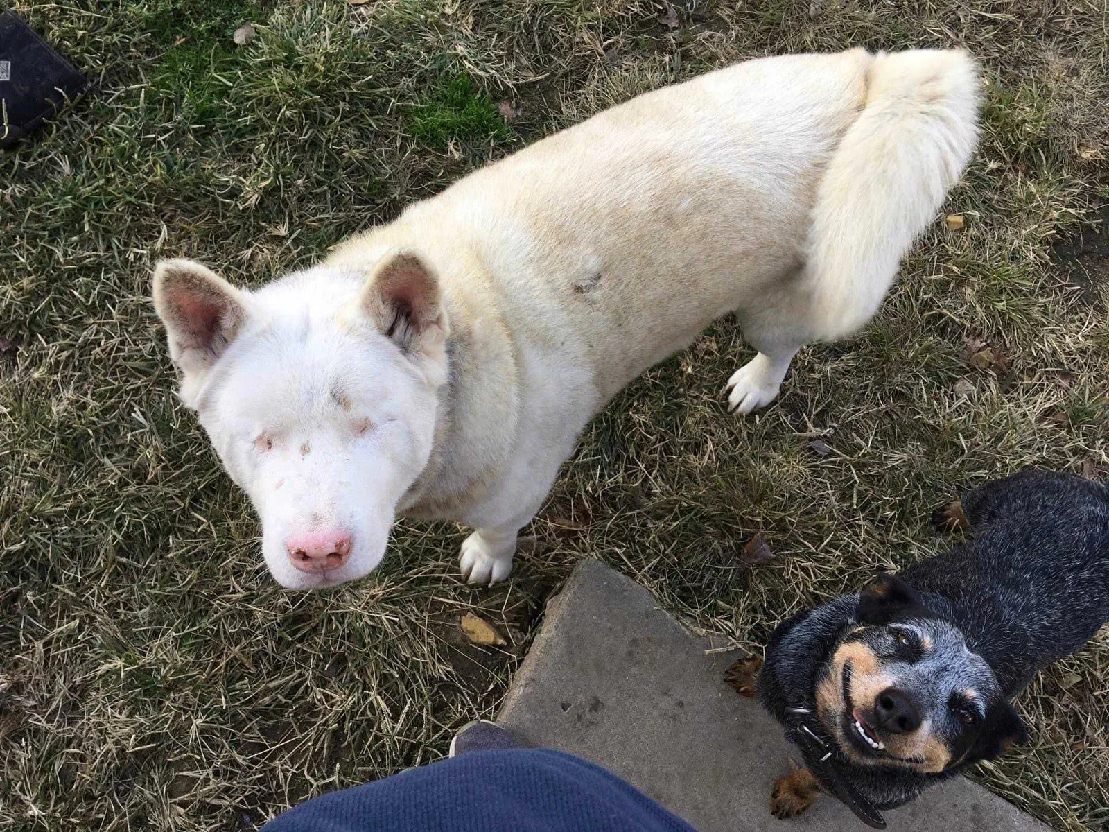 Lost dog in Collinsville, OK, 74021