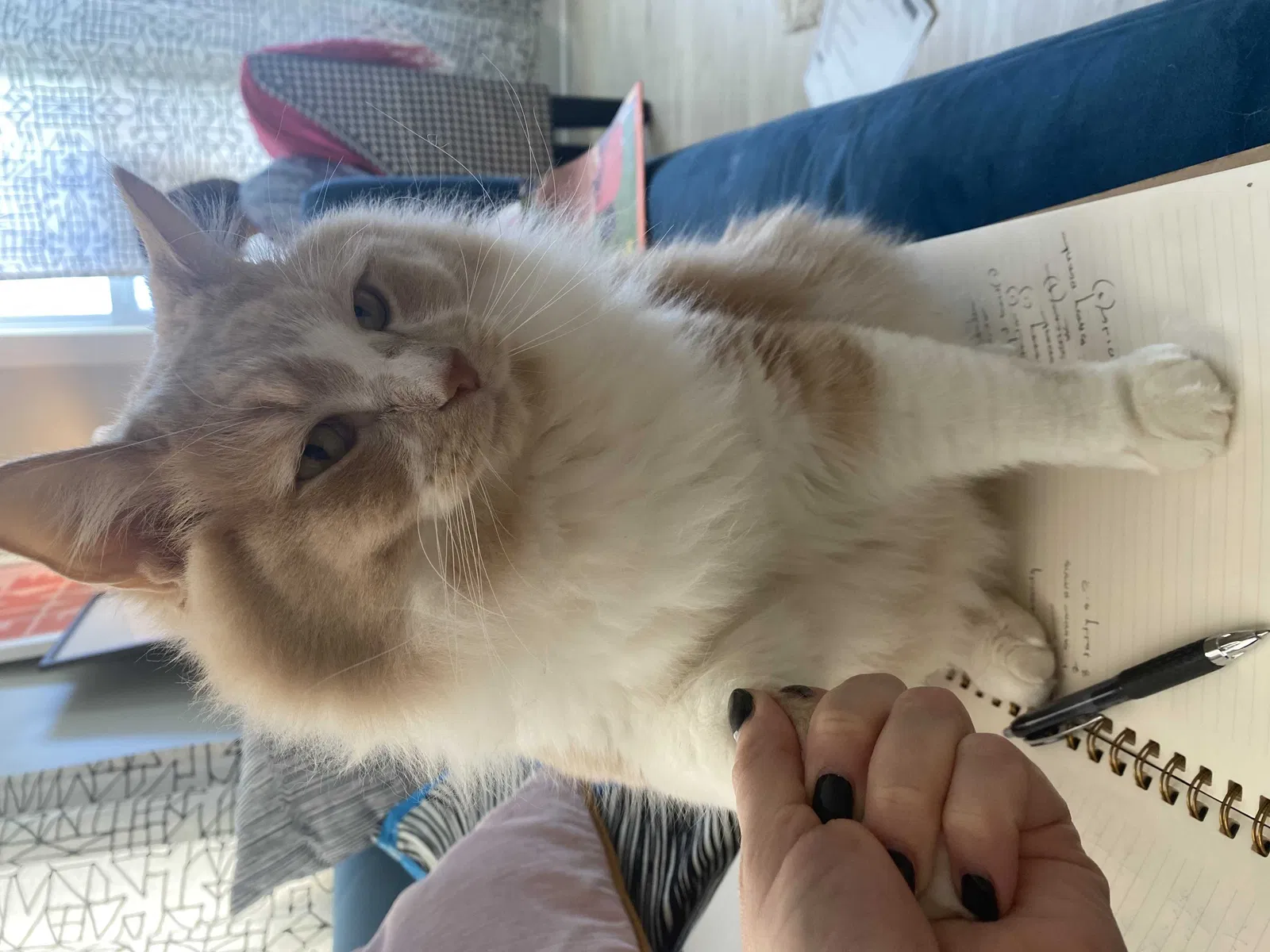 Lost cat in Minneapolis, MN, 55418